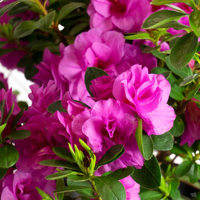 Azalea 'Happy Days'