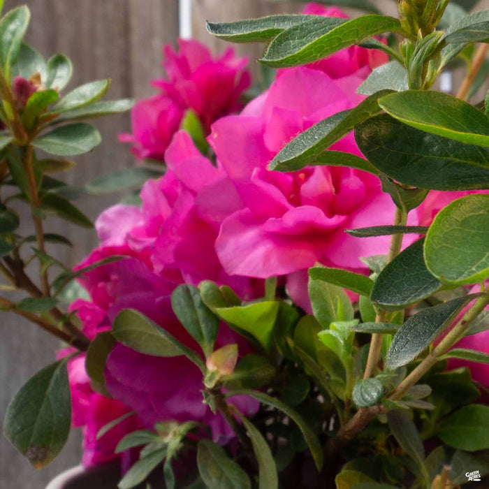 Azalea 'Happy Days'