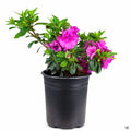 Azalea 'Happy Days' 1 gallon