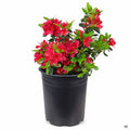 Azalea 'Hino Crimson' 1 gallon