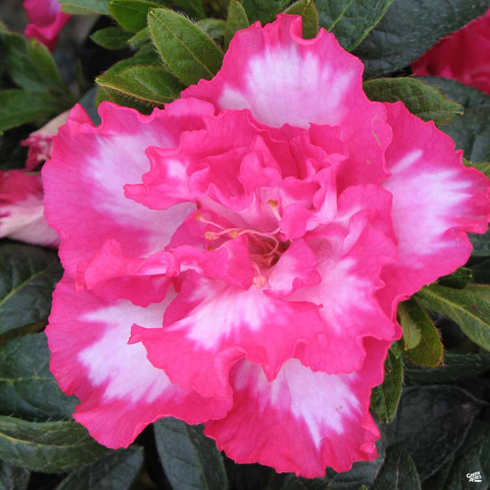 Azalea 'Memoir John Hearrens'