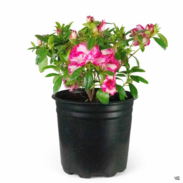 Azalea Memoir John Hearrens 2 gallon