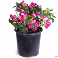 Azalea 'Memoir John Hearrens' 2 gallon