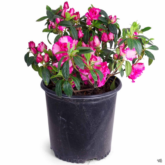 Azalea 'Memoir John Hearrens' 2 gallon
