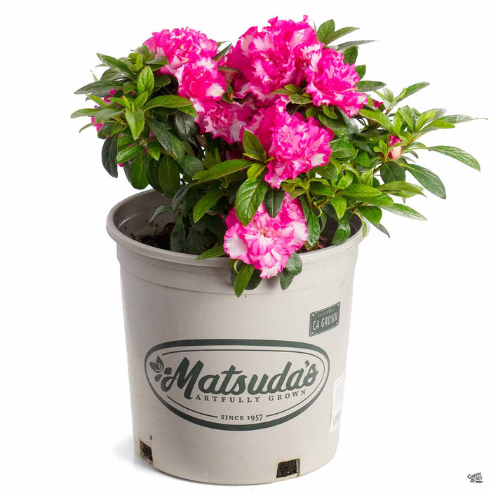 Azalea Memoir John Hearrens 2 gallon Matsudas