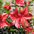 Azalea 'Orange Delight'