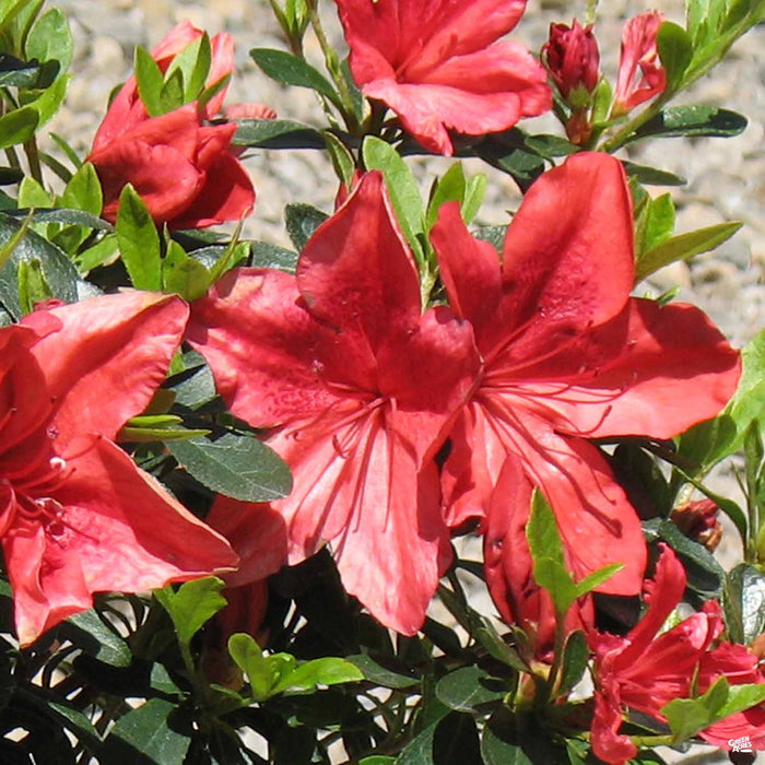 Azalea 'Orange Delight'