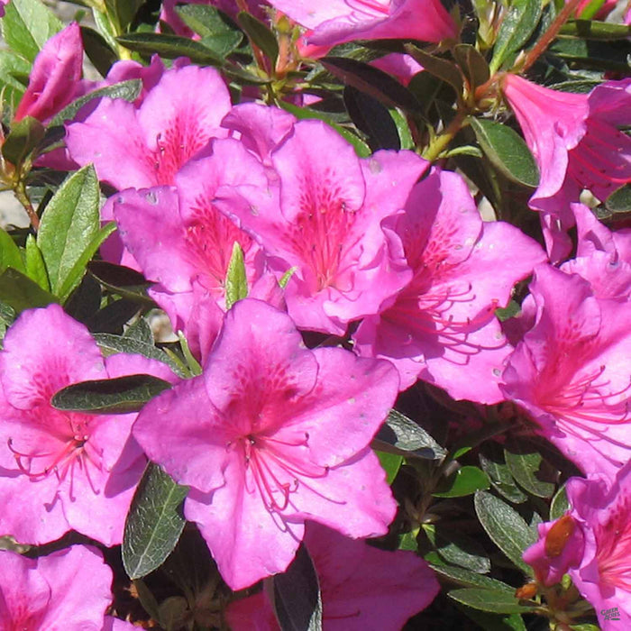Azalea 'Phoenicia/Formosa'
