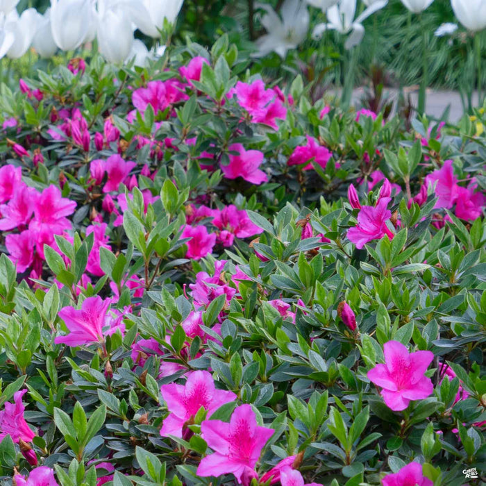 Azalea 'Phoenicia/Formosa'