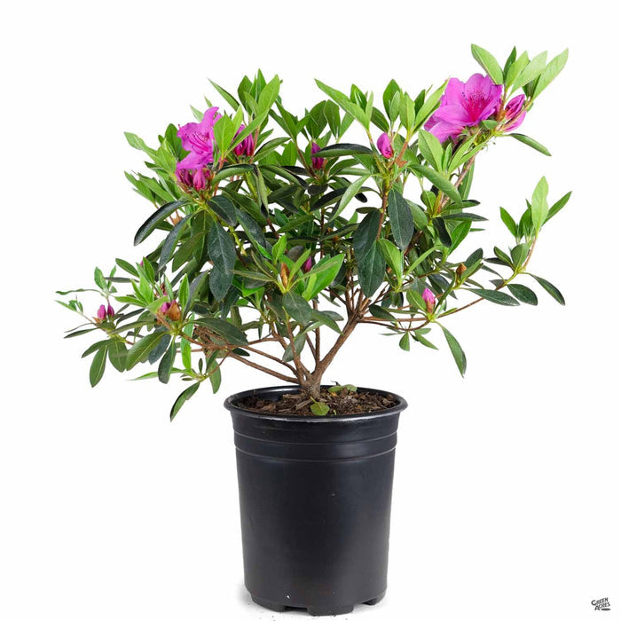 Azalea 'Phoenicia/Formosa' 1 gallon
