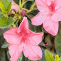 Pride of Dorking Azalea