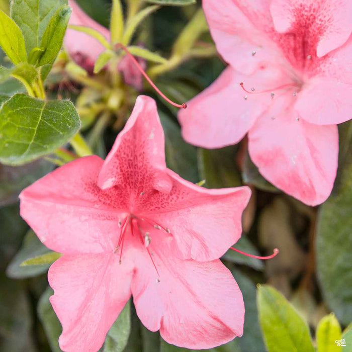 Pride of Dorking Azalea