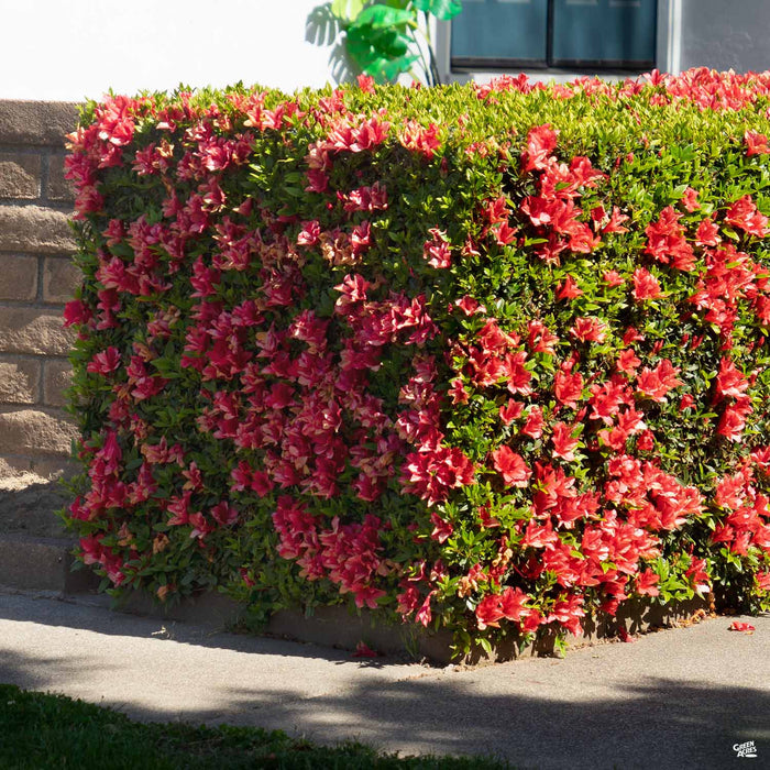 Pride of Dorking Azalea