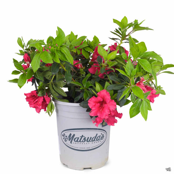 Azalea 'Red Bird' 1 gallon