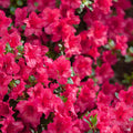 Azalea Red Ruffles