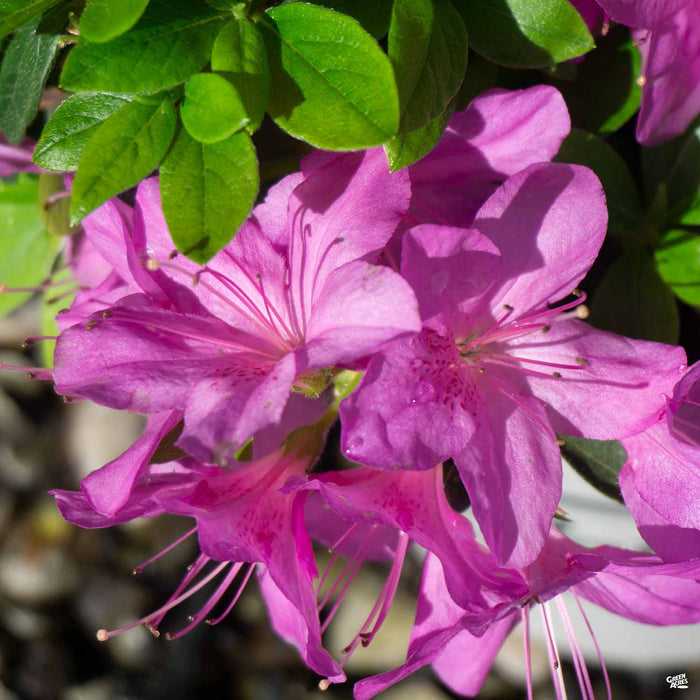 Azalea 'Sherwood Orchid'