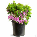 Azalea 'Sherwood Orchid' 2 gallon