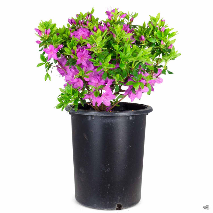 Azalea 'Sherwood Orchid' 5 gallon