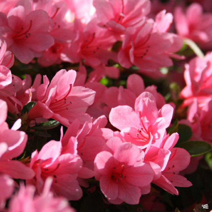 Azalea 'Sherwood Pink'