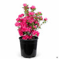 Azalea 'Sherwood Pink' 2 gallon