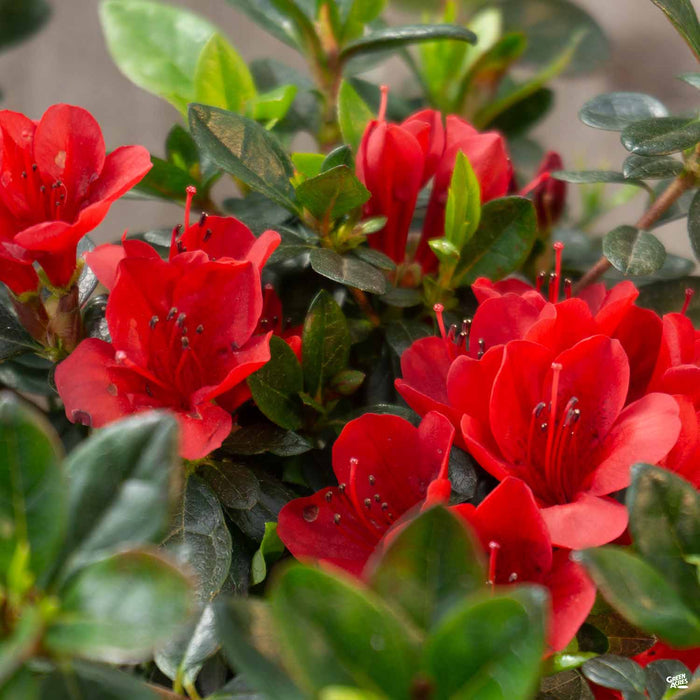 Azalea 'Ward's Ruby'