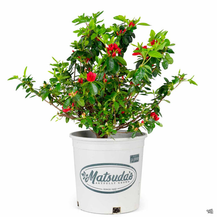 Azalea 'Ward's Ruby' 2 gallon Matsuda's