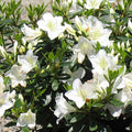 Azalea 'White Lace'