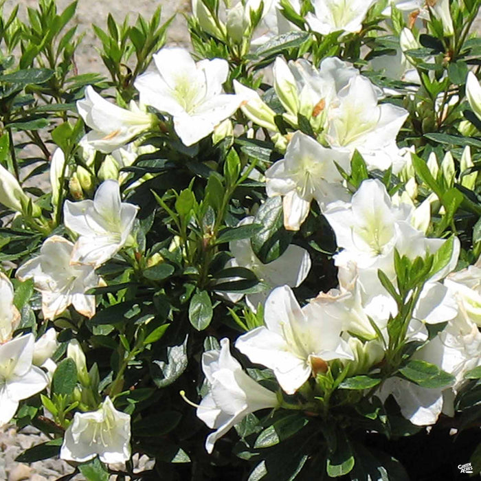Azalea 'White Lace'