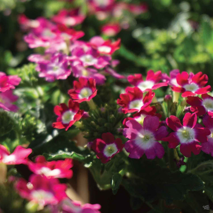 Verbena 'Aztec Burgundy Wink' Red and Pink