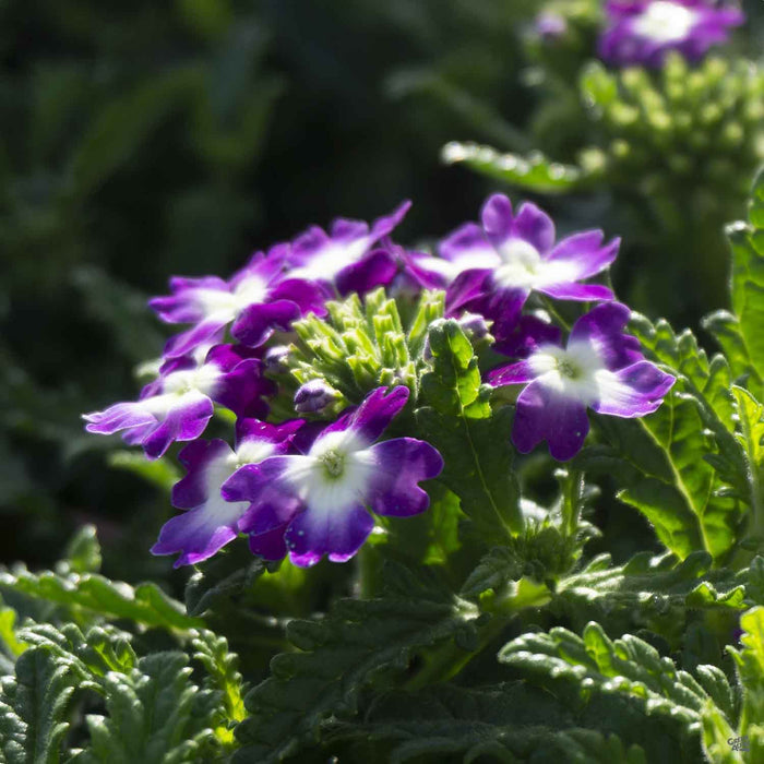 Verbena Aztec Violet Wink