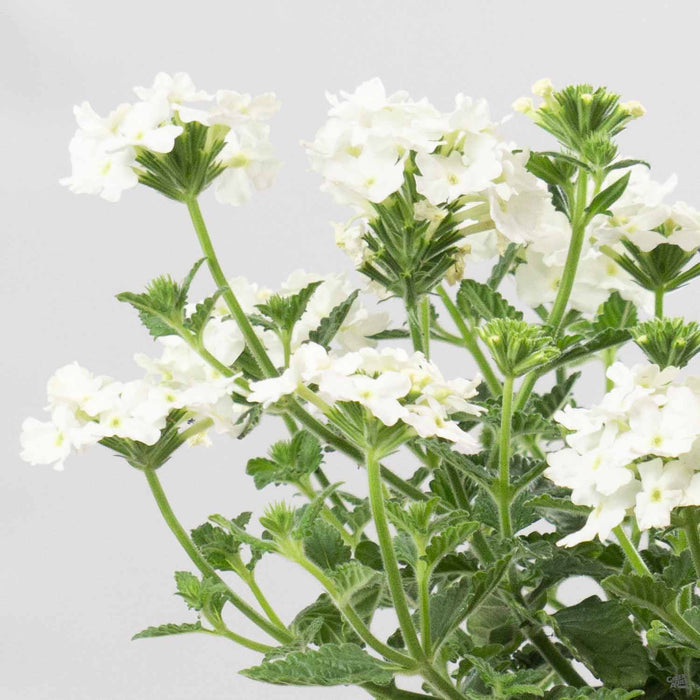 Verbena Aztec White