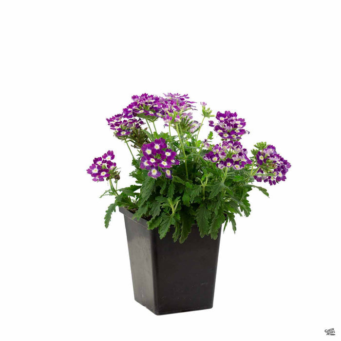 Verbena Aztec Violet Wink Quart