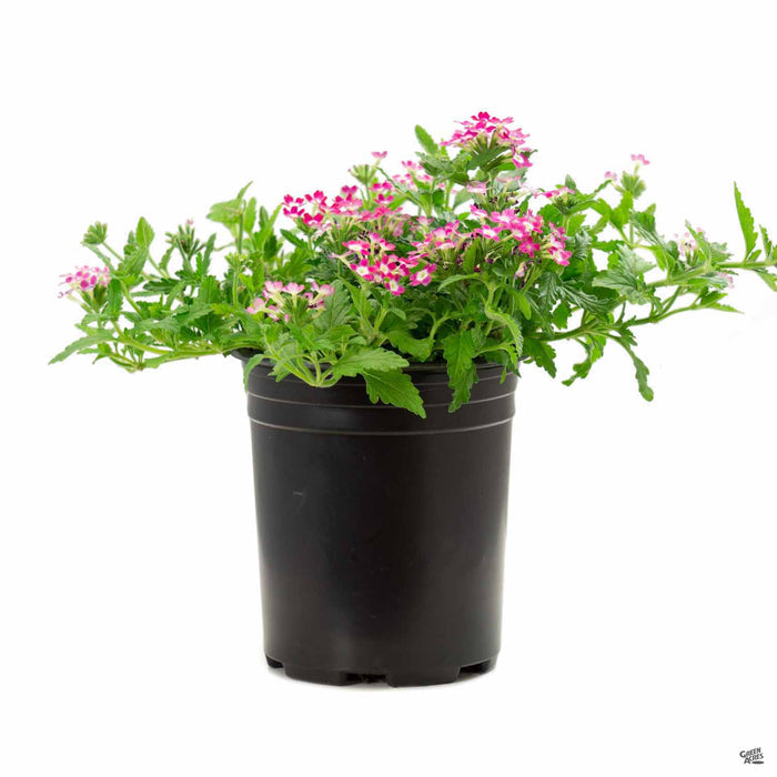 Verbena Aztec Burgundy Wink 1 gallon