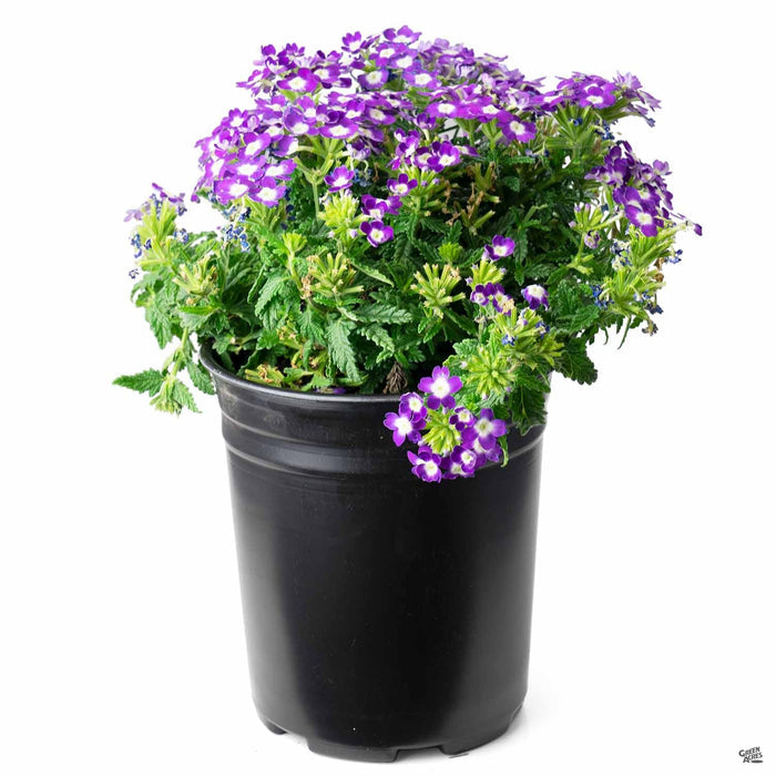 Verbena Aztec Violet Wink 1 gallon