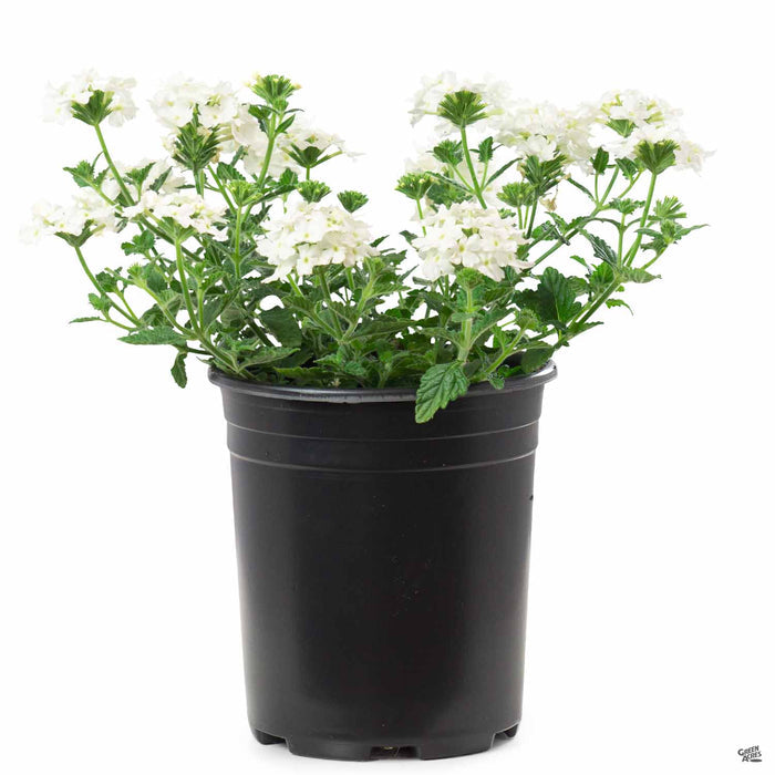 Verbena Aztec White 1 gallon
