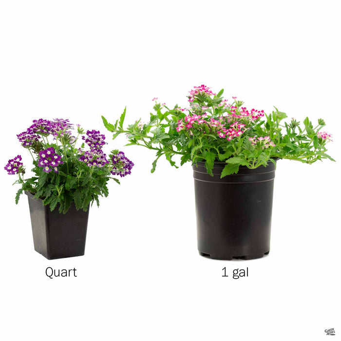 Verbena Aztec Series Quart and 1 Gallon