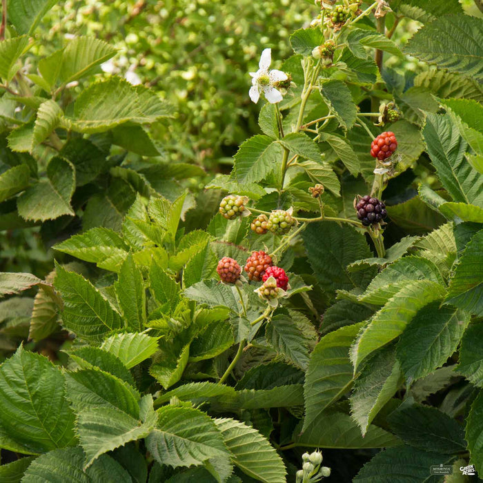 Monrovia 'Baby Cakes' Blackberry Plant