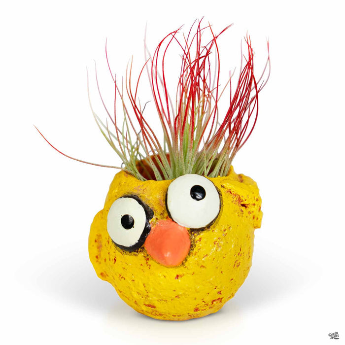 Baby Chickie Animal Planter