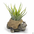 Baby Preston The Tortoise Animal Planter