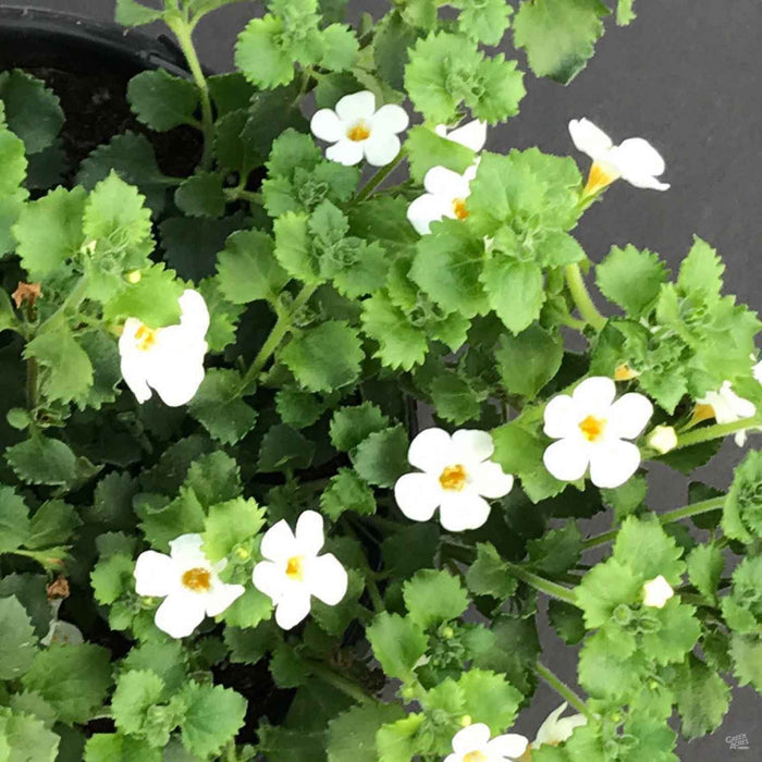 Bacopa White Closeup