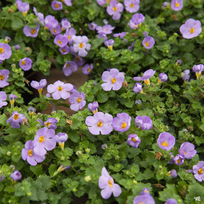 Purple Bacopa
