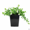 White Bacopa 1 Quart