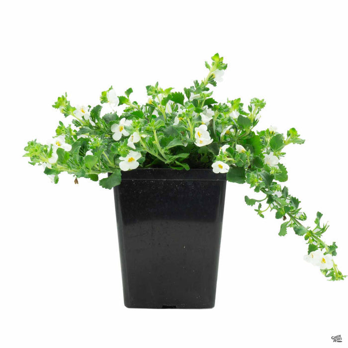 White Bacopa 1 Quart