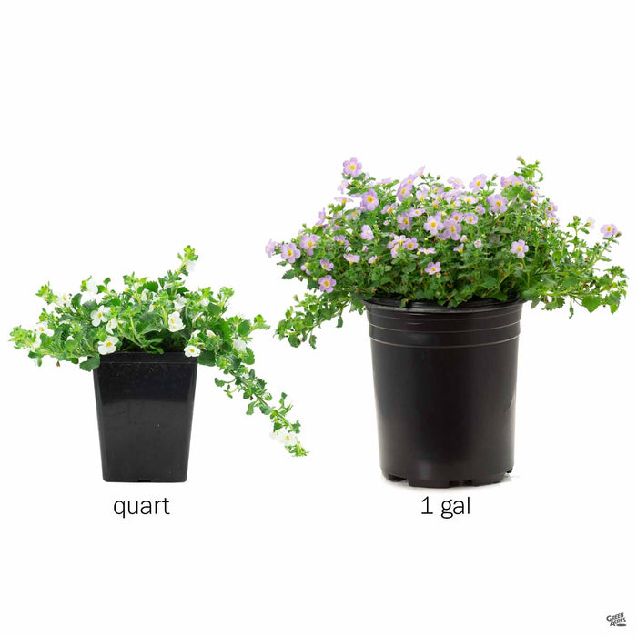 Bacopa Quart and Gallon