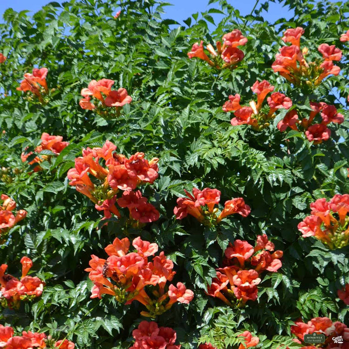 Balboa Sunset Trumpet Vine Monrovia