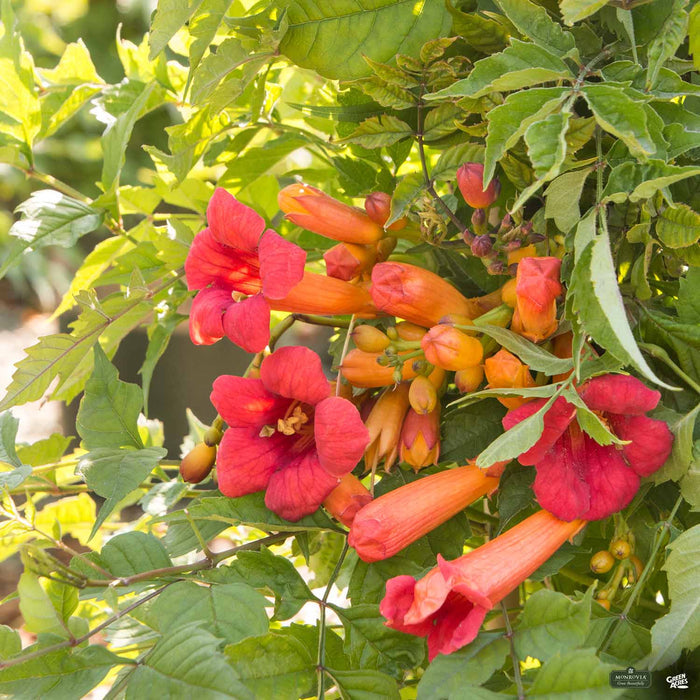 Balboa Sunset Trumpet Vine Monrovia