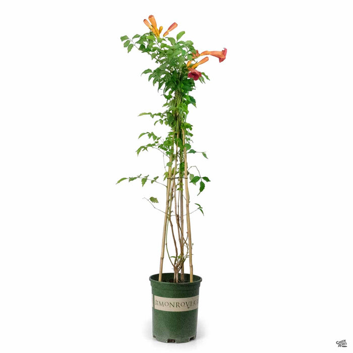 Balboa Sunset Trumpet Vine 1 gallon Monrovia