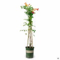 Balboa Sunset Trumpet Vine 1 gallon Monrovia