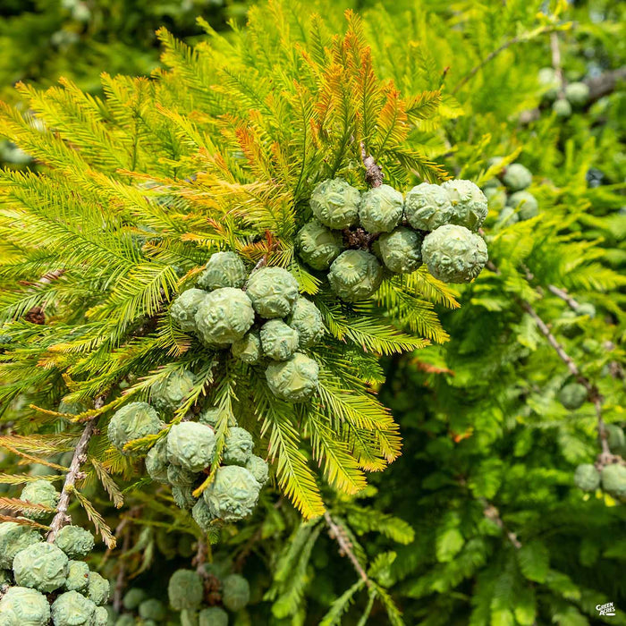 Bald Cypress