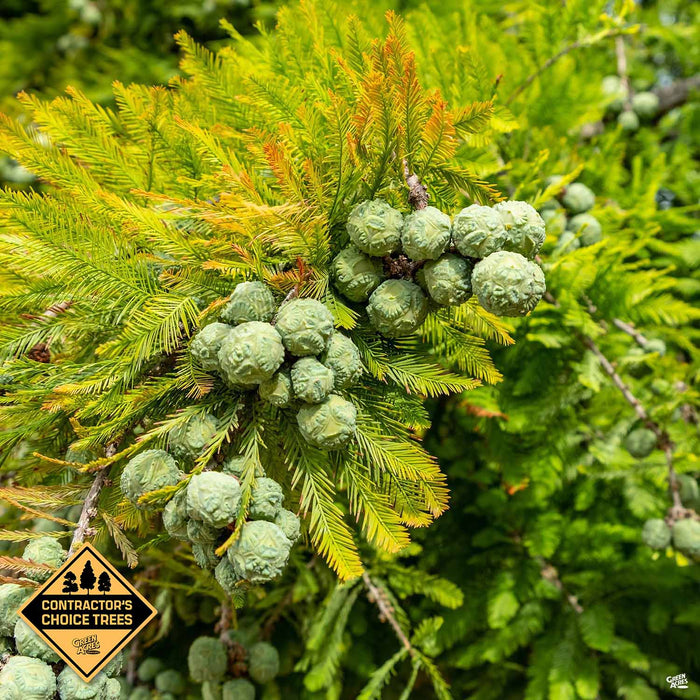 Bald Cypress Contractors Choice